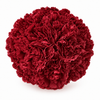 The Carnation Posy