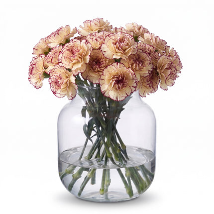 Carnation lady marrone