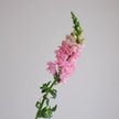 British Pink Snapdragon