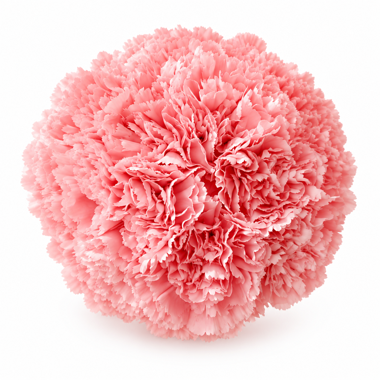 The Carnation Posy