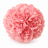 The Carnation Posy