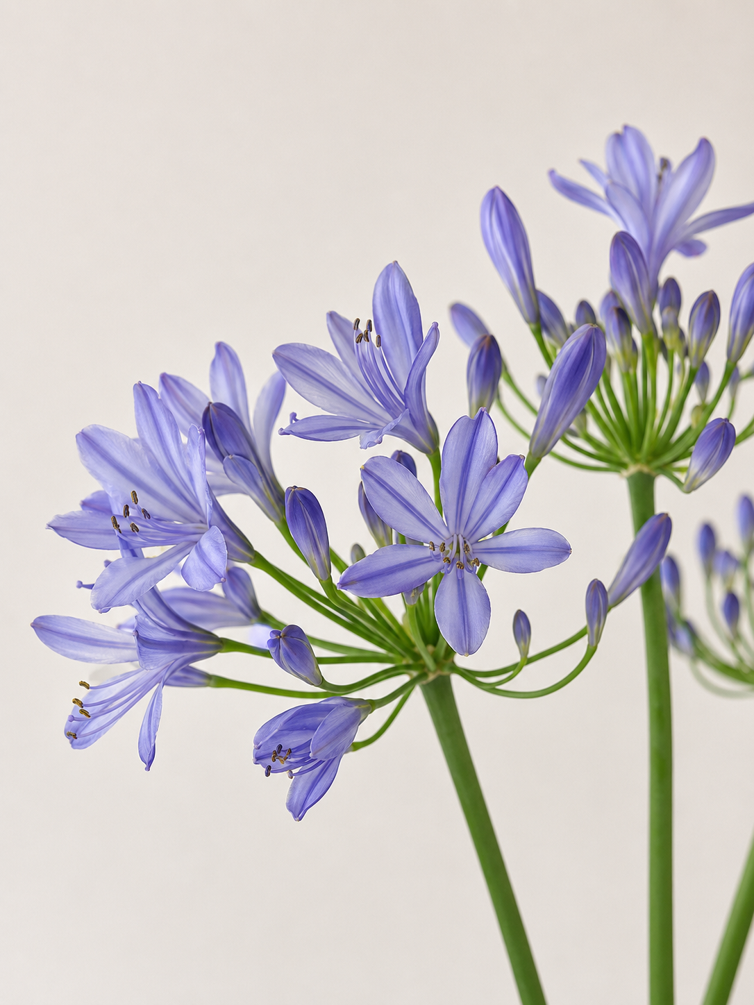 British-Grown Blue Agapanthus