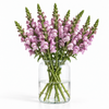 British Lavender Snapdragon Flowers