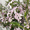 Pink Waxflower