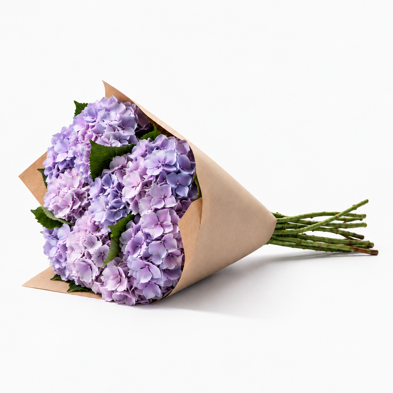 Lavender Mist Hydrangea  Flowers