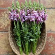 British Lavender Snapdragon Flowers
