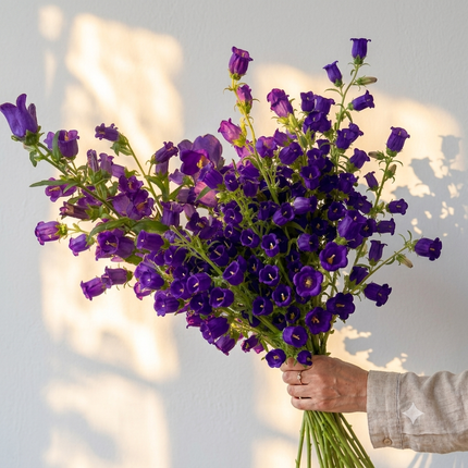 British Purple Campanula | Fresh Seasonal Bellflowers