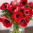 British Grown Red Anemones