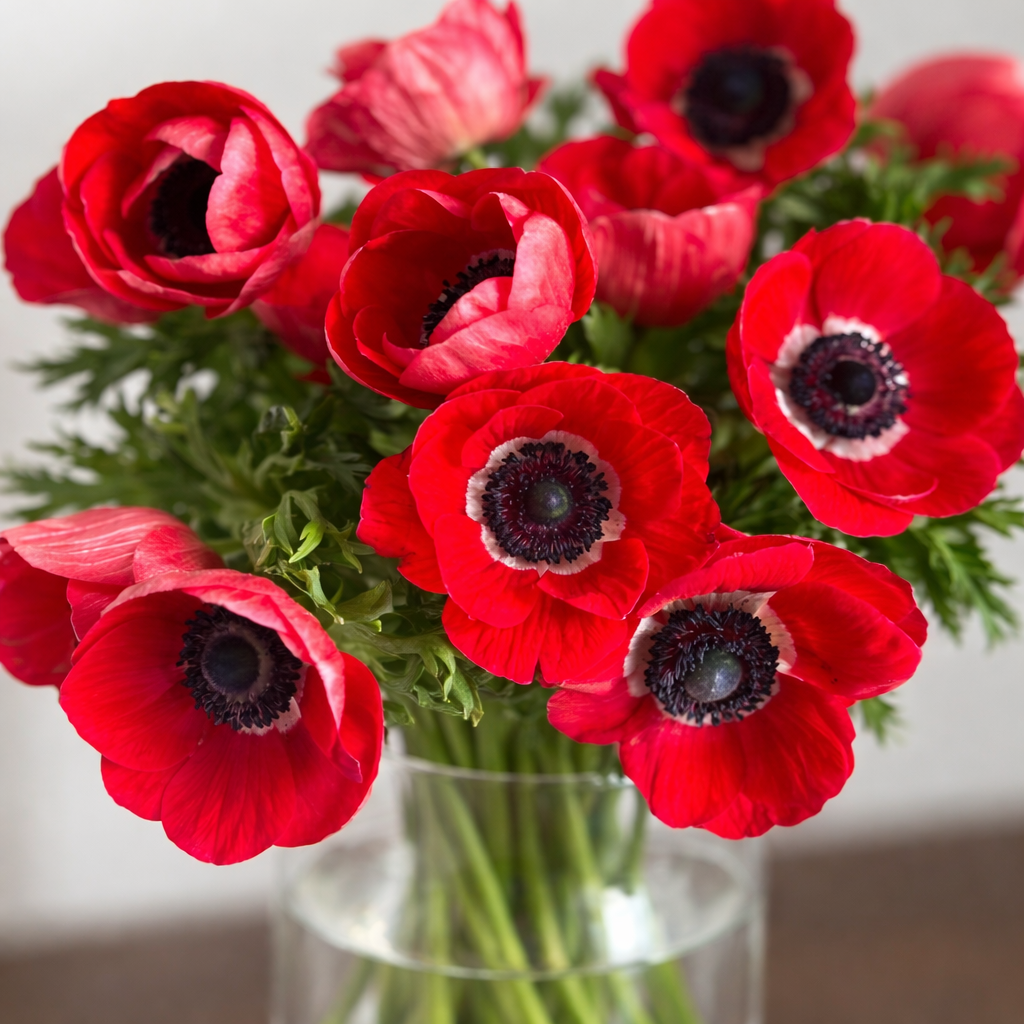 British Grown Red Anemones