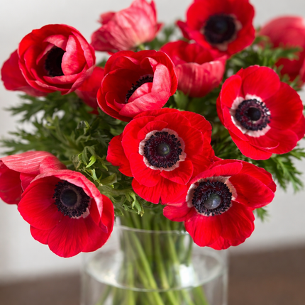British Grown Red Anemones