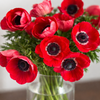 British Grown Red Anemones