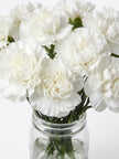 Carnations - White