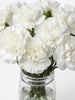 Carnations - White