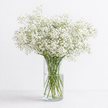 British White Gypsophila (Gyp)