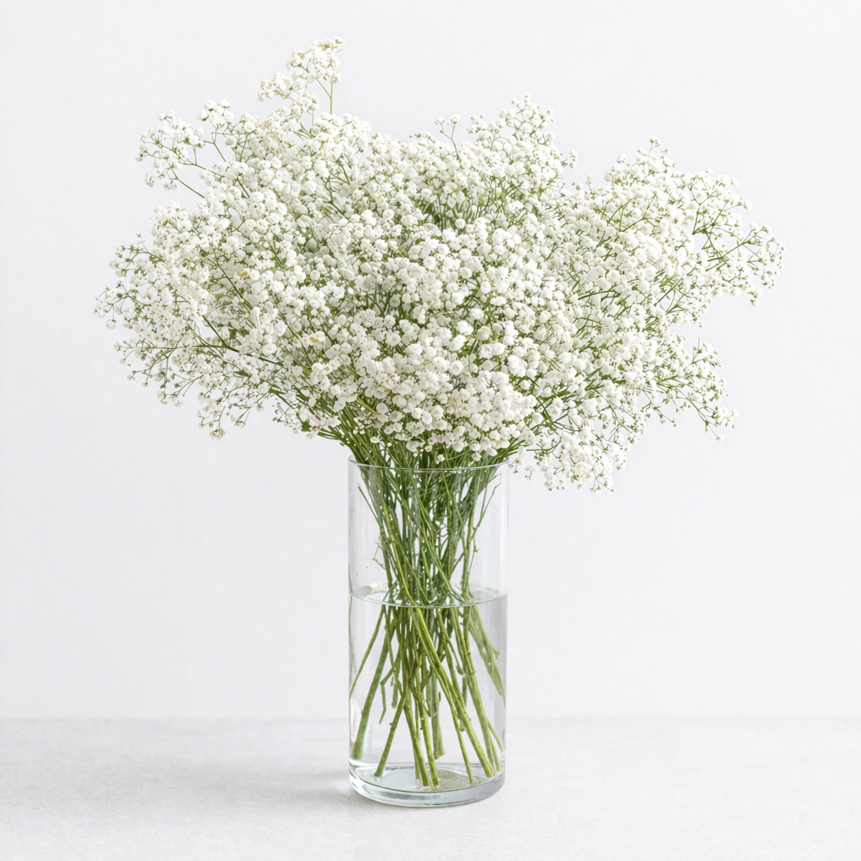 British White Gypsophila (Gyp)