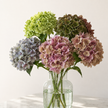 UK Grown Multicolour Hydrangea – Grower’s Choice