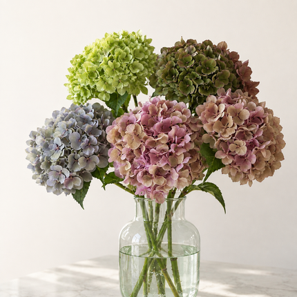 UK Grown Multicolour Hydrangea – Grower’s Choice