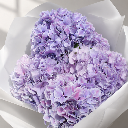 Lavender Hydrangea Stems | Royal Benefit Hydrangea | Fresh UK Delivery