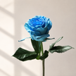 Ecuadorian Blue Bell Dyed Roses | Premium Fresh Cut Blue Roses
