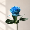 Ecuadorian Blue Bell Dyed Roses | Premium Fresh Cut Blue Roses