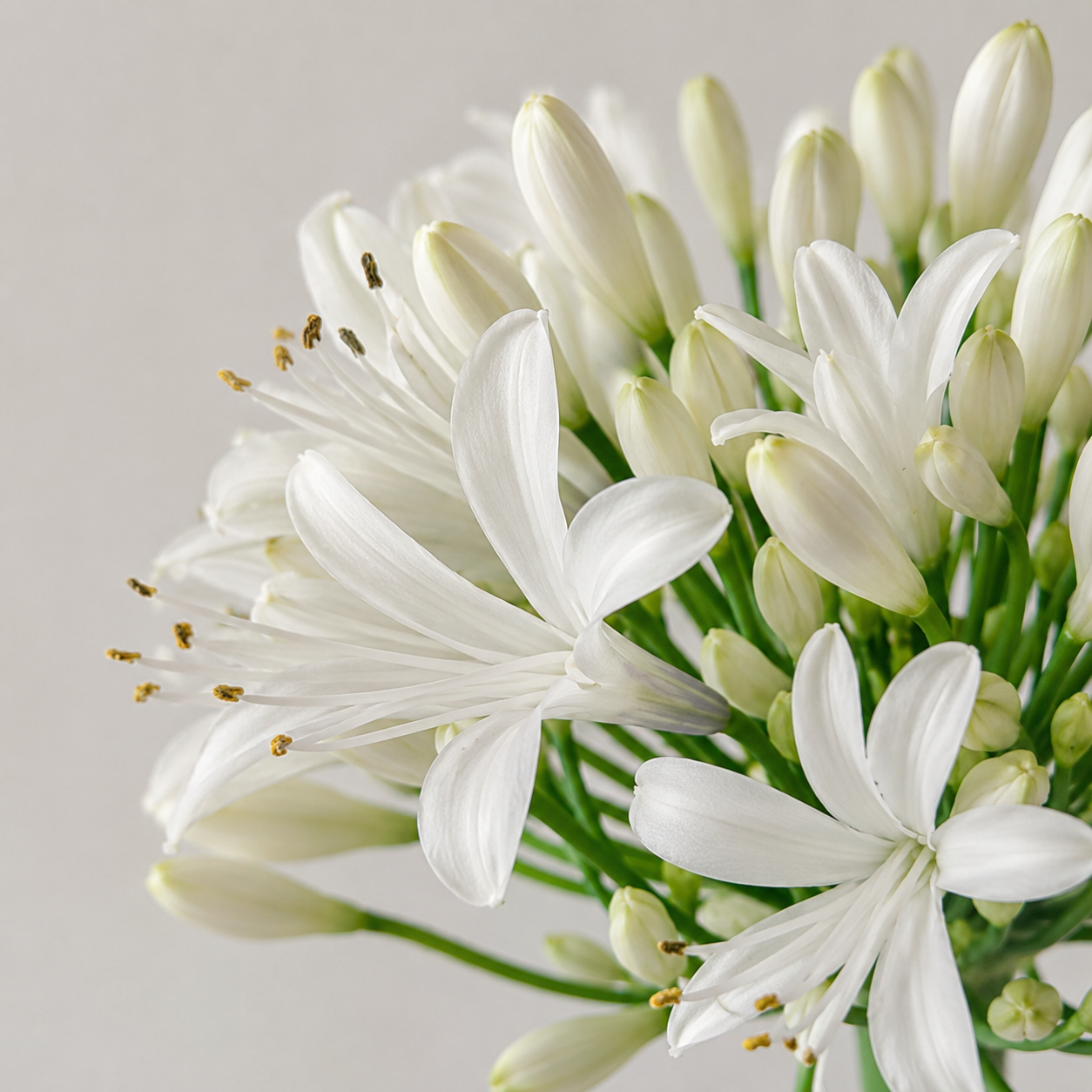 British-Grown White Agapanthus