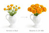 Colourful Ranunculus