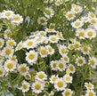 British White Tanacetum 'Vegmo' Stems