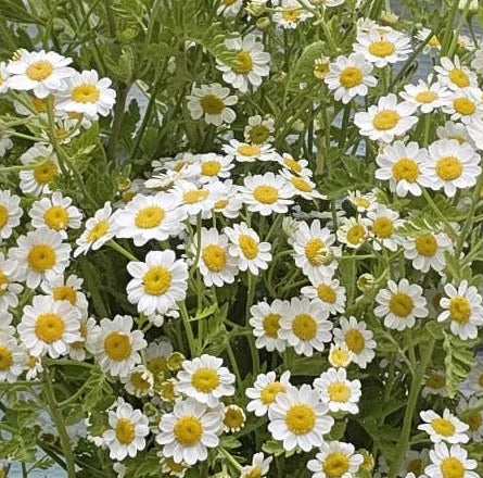 British White Tanacetum 'Vegmo' Stems