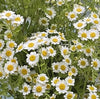British White Tanacetum 'Vegmo' Stems