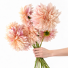 Café au Lait Dahlias