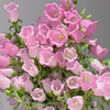 British Pink Campanula | Fresh Seasonal Bellflowers