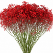 Red Dyed Gypsophila