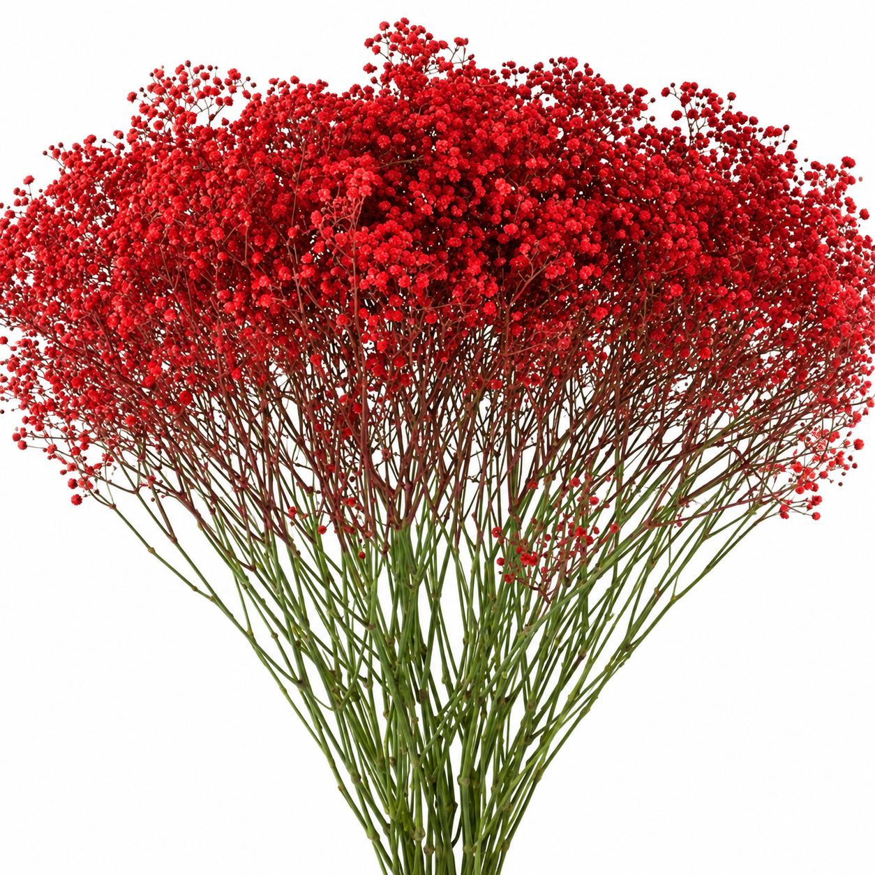 Red Dyed Gypsophila