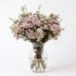 Pink Waxflower