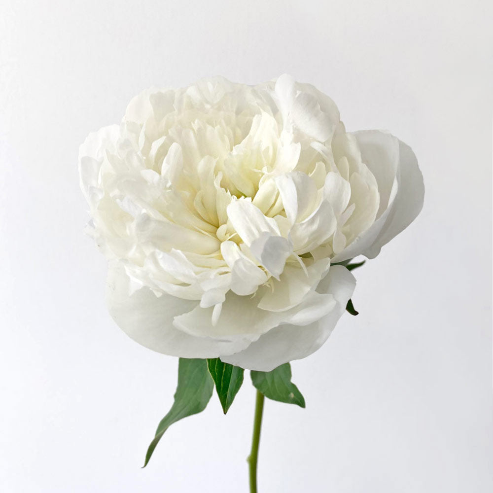 White Large Peonies Next Day Delivery - LOV Flowers