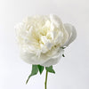 British White Large Peonies Next Day Delivery