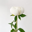 British White Peony Peonies Flower Delivery UK