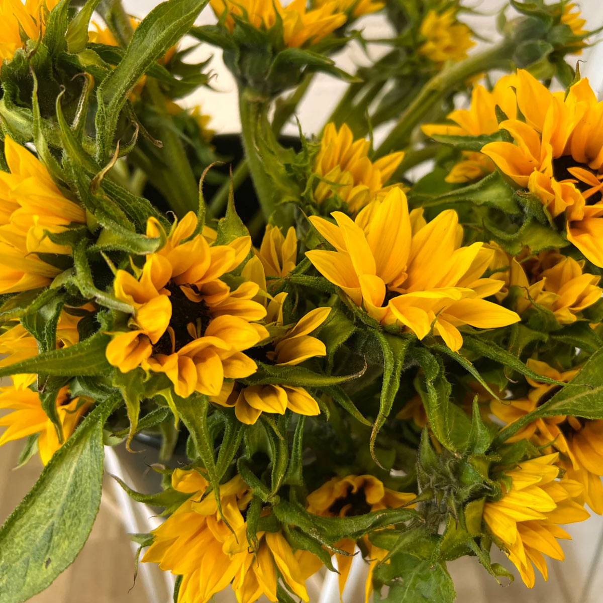 British Grown Large Sunflowers with Free Next Day Delivery UK