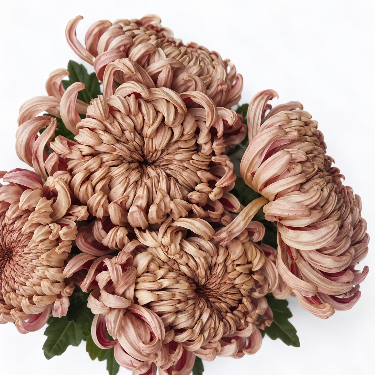 Chrysanthemum Vienna Copper