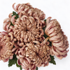Chrysanthemum Vienna Copper