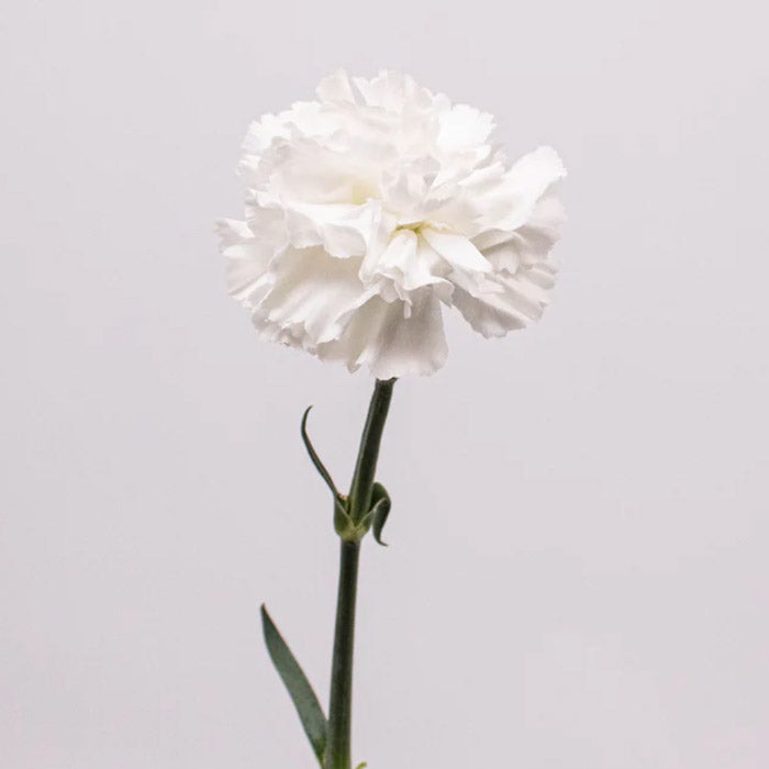 Carnations By Post | Next Day Delivery – LÖV Flowers