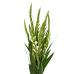White Gladioli – British Grown | 75cm