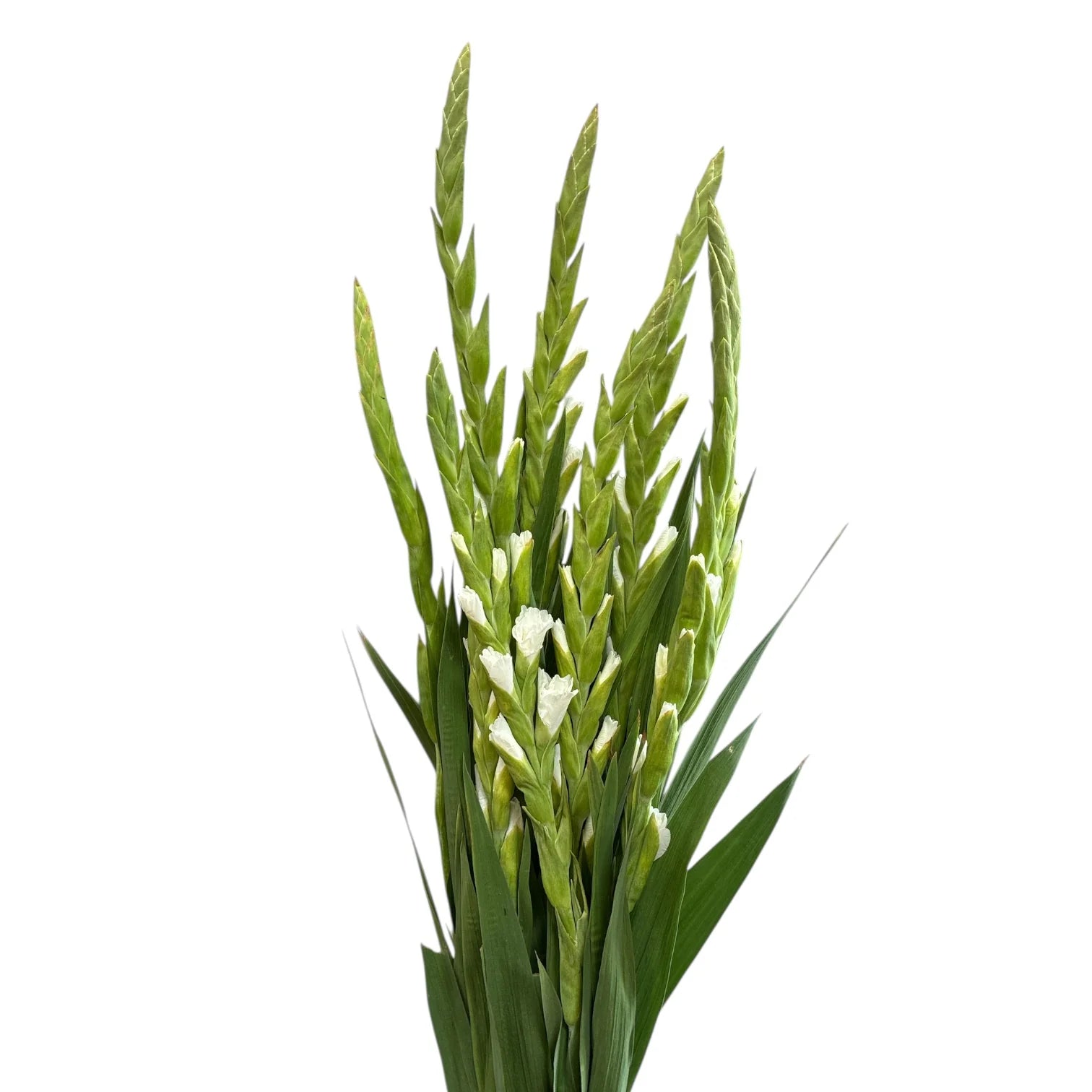 White Gladioli – British Grown | 75cm