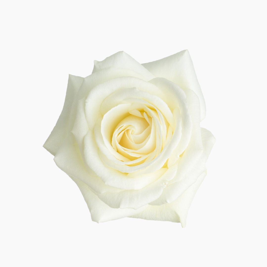 20 White Roses, Ivory Avalanche White Rose Bouquet