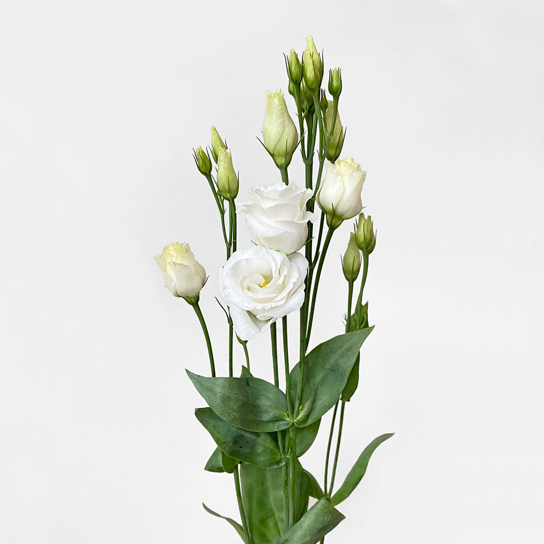 White Lisianthus Eustoma Flower - LOV Flowers