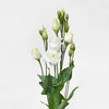 White Lisianthus Eustoma Flower - LOV Flowers