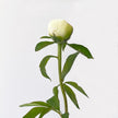 British Grown White peony peonies flower bud