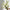 Hand holding cream white stock flowers – natural British ivory bouquet