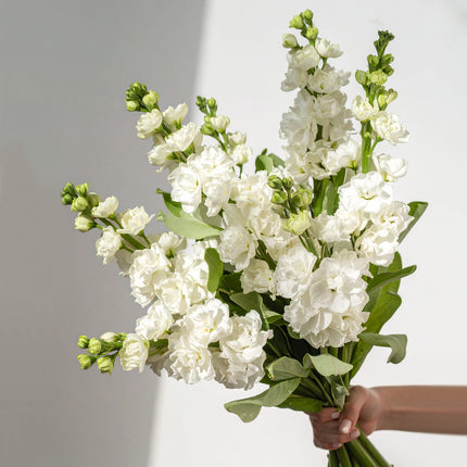 Hand holding cream white stock flowers – natural British ivory bouquet