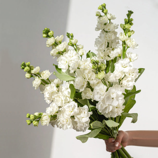 Hand holding cream white stock flowers – natural British ivory bouquet